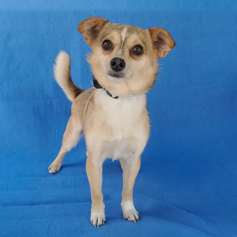 A young small-sized male Yellow / Tan / Blond / Fawn Chihuahua dog named Larry for adoption in Point Richmond, CA