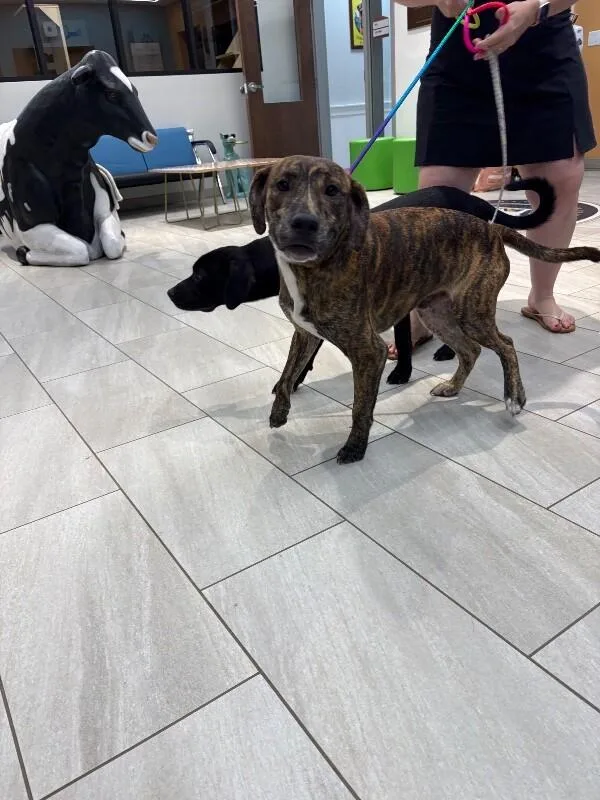 An adult medium-sized male Brindle Labrador Retriever dog named Goose for adoption in Providence Forge, VA