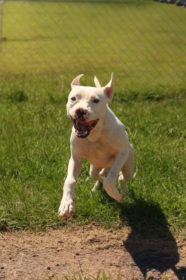 A young medium-sized male White / Cream Pit Bull Terrier dog named Bodart for adoption in Sheridan, AR