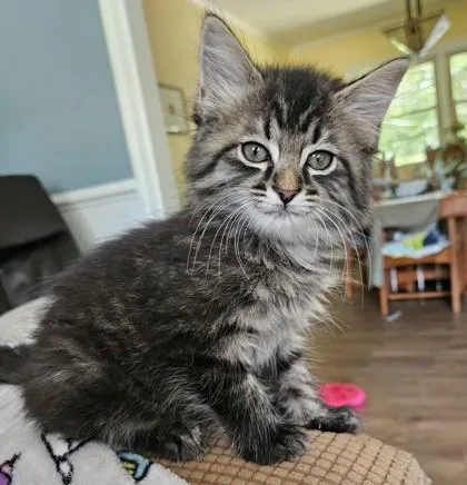A Selenapetsmart Mt. Pleasant thumbnail 2