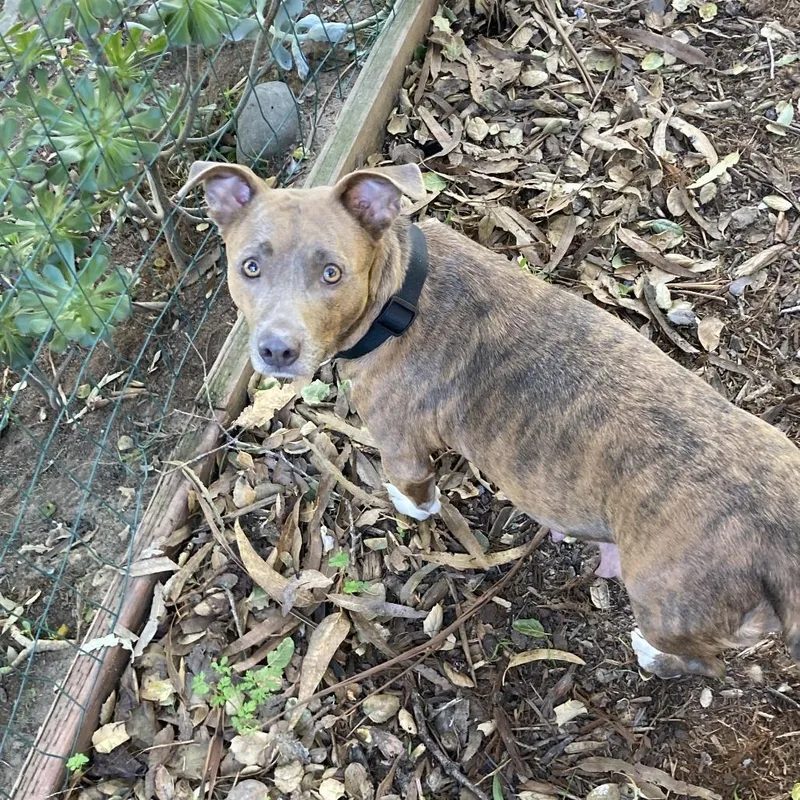 Brindi Mom thumbnail 3