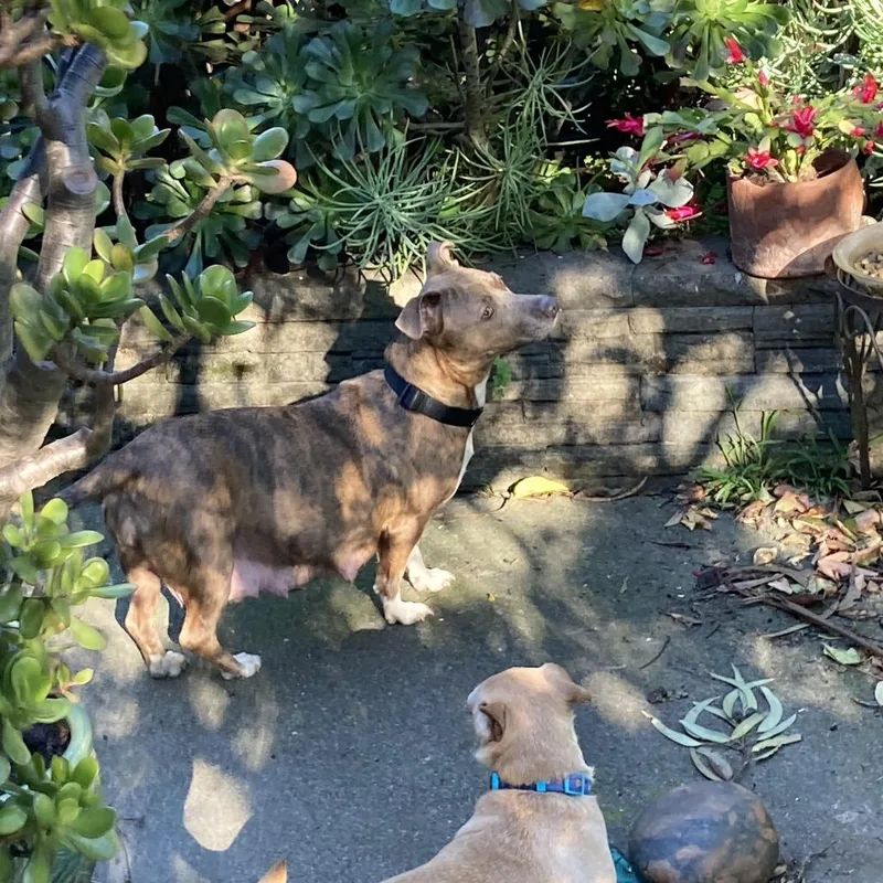 Brindi Mom thumbnail 4