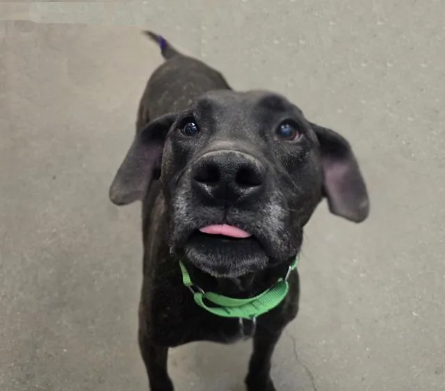 A young large-sized male Pit Bull Terrier dog named Colt for adoption in Tucson, AZ