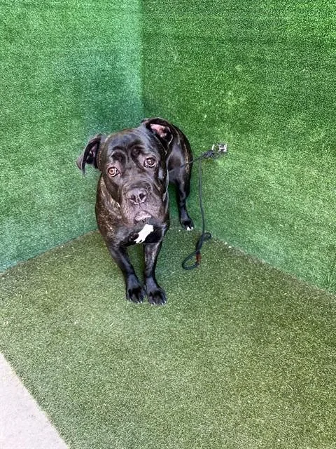 A young large-sized female Mastiff dog named Lulu for adoption in Lancaster, CA