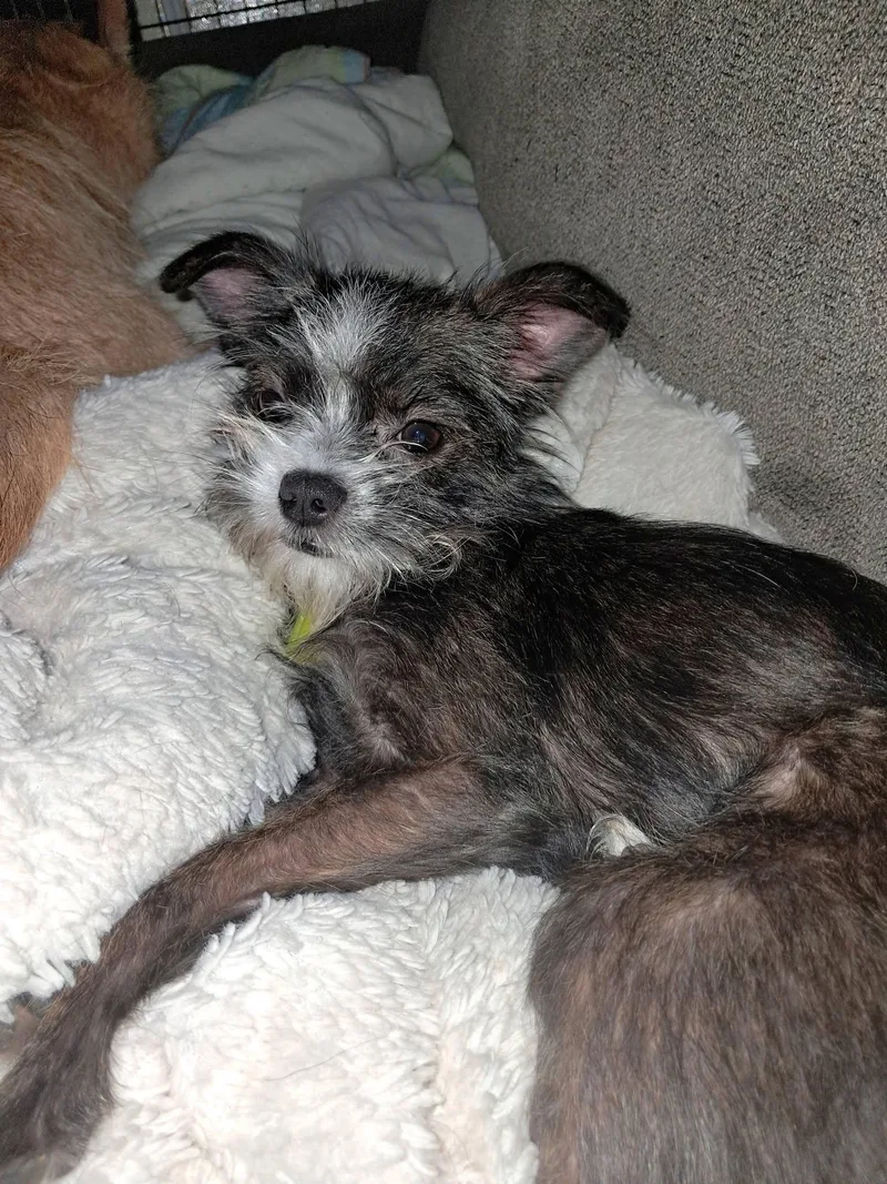 A baby small-sized female Cairn Terrier dog named Stella for adoption in Mukwonago, WI
