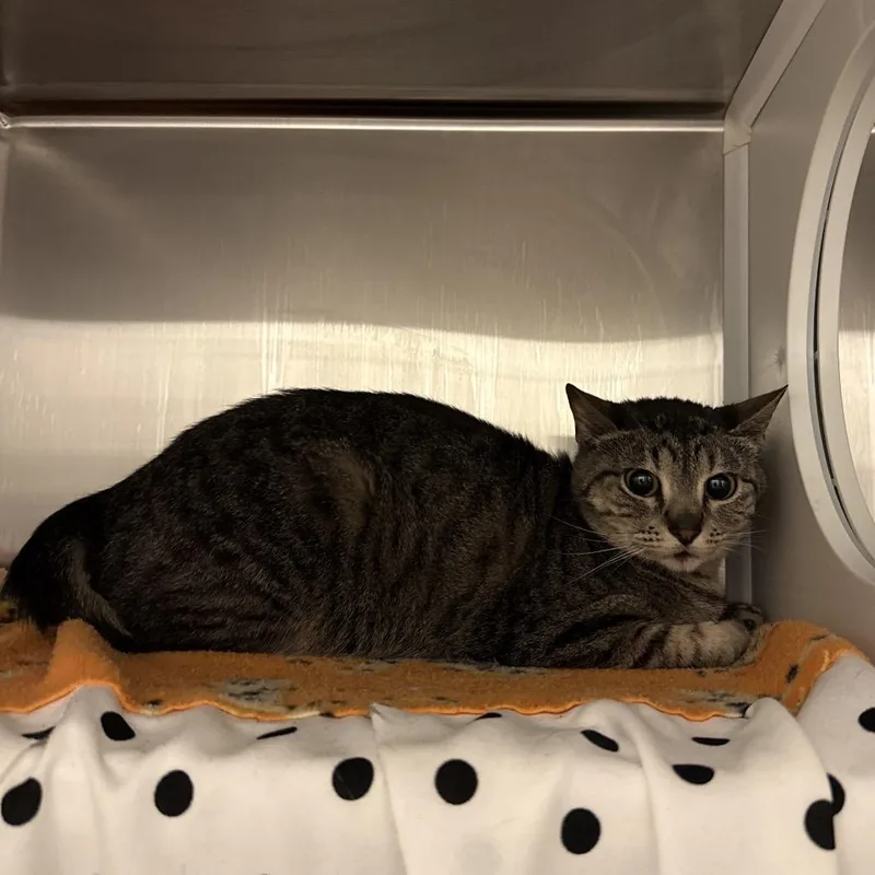 A young medium-sized female Brown / Chocolate Domestic Short Hair cat named Matilda for adoption in Council Bluffs, IA
