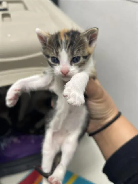 A baby small-sized female Domestic Short Hair cat named Bonk for adoption in Santa Cruz, CA