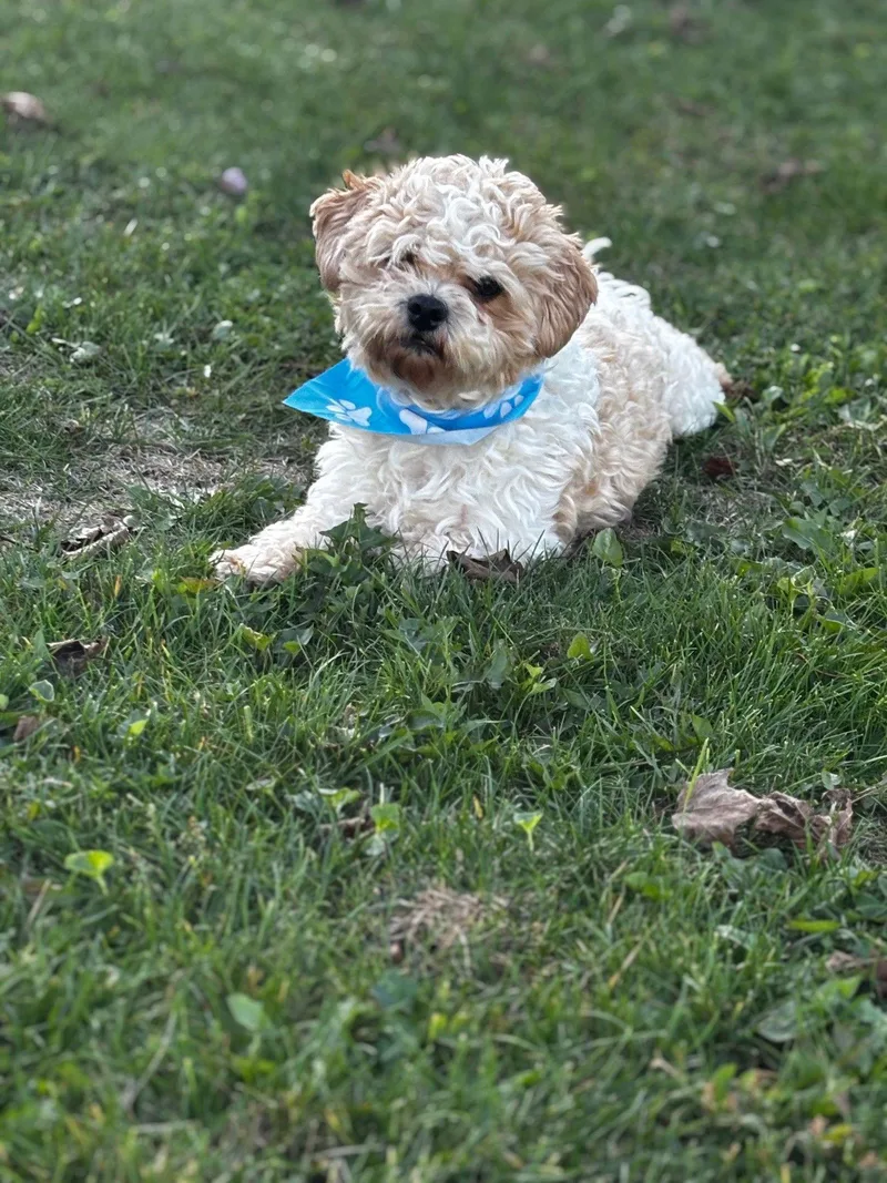 Boomermorrow thumbnail 3