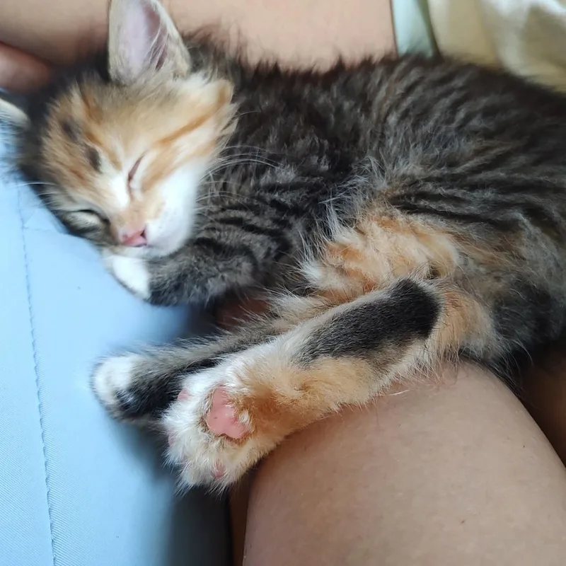 A baby small-sized female Brown / Chocolate Domestic Short Hair cat named Radish for adoption in Chattanooga, TN