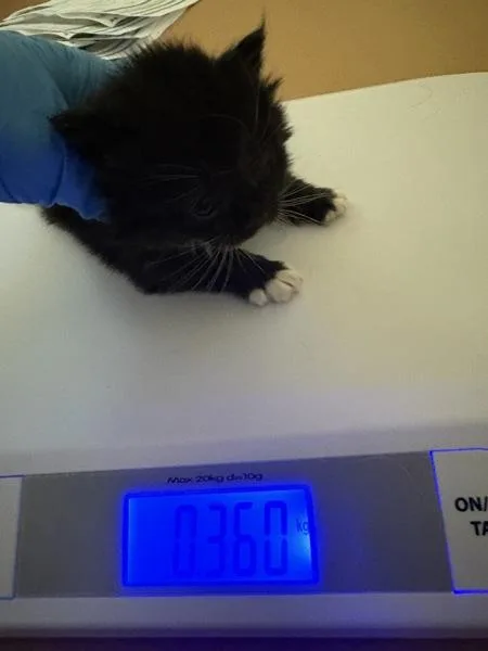 A baby small-sized female Domestic Short Hair cat named Bonnie for adoption in Kennewick, WA