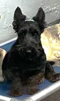 A senior small-sized male Black Scottish Terrier dog named Hogan for adoption in East Brunswick, NJ