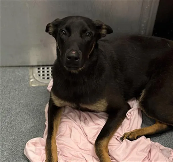 A young large-sized female German Shepherd Dog dog named Midnight for adoption in Dallas, TX