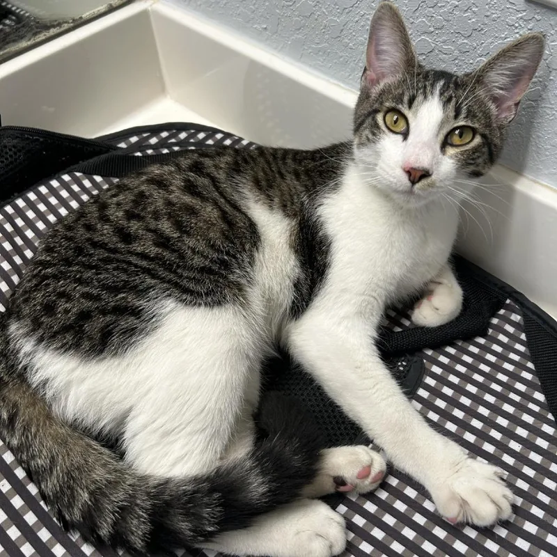 Guinness thumbnail 4