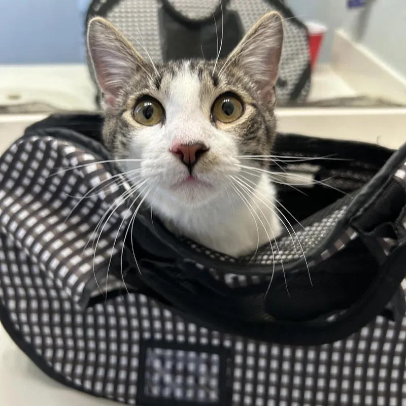 Guinness thumbnail 5