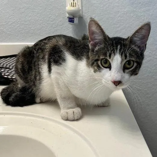 Guinness thumbnail 6