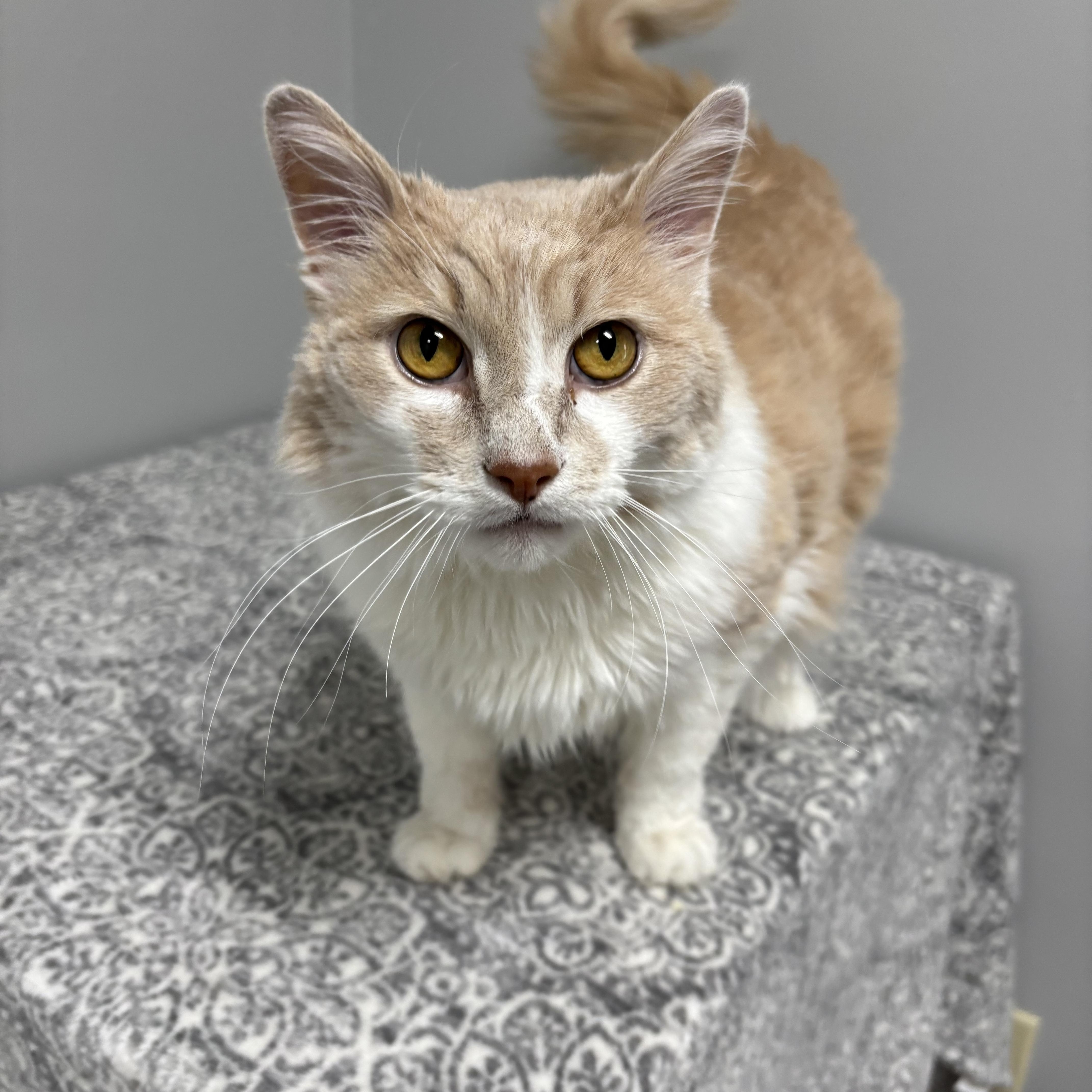 A senior extra large-sized male Buff / Tan / Fawn Domestic Long Hair cat named Cooper for adoption in Frankfort, IN
