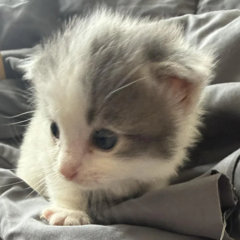 A baby medium-sized female White Domestic Short Hair cat named Elektra for adoption in Lake Forest, IL