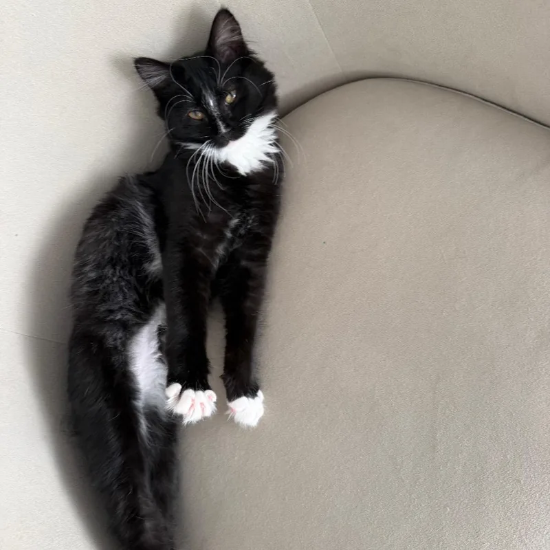 A baby small-sized male Domestic Medium Hair cat named Hendrix for adoption in Pleasant Hill, MO