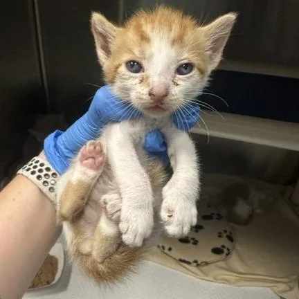A baby small-sized female Orange / Red Domestic Short Hair cat named Percie for adoption in Tampa, FL