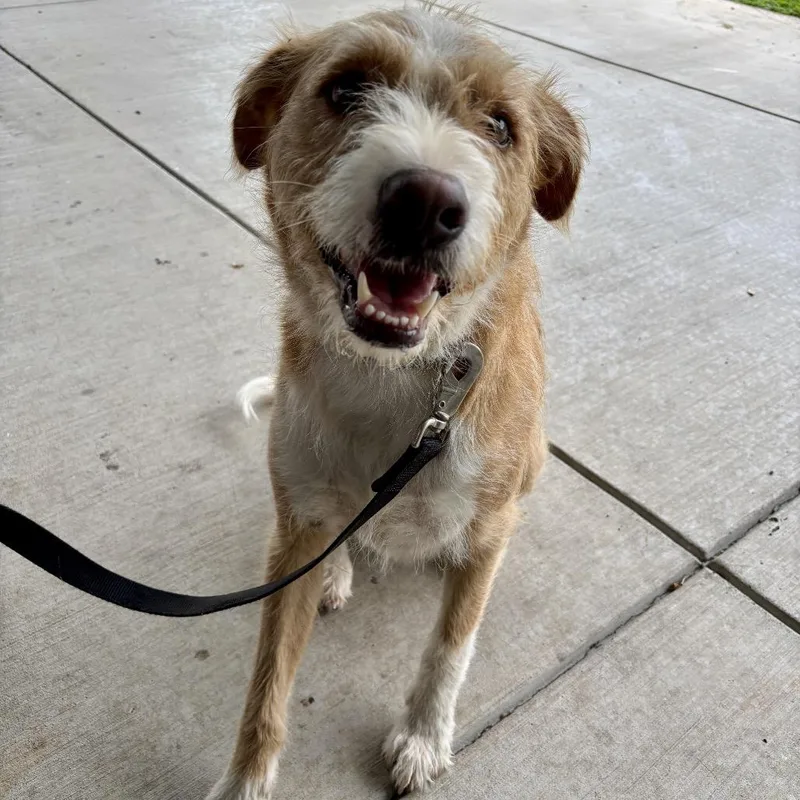 An adult small-sized male Yellow / Tan / Blond / Fawn Terrier dog named Netflix for adoption in Chattanooga, TN