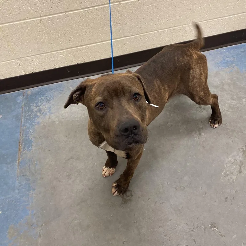 An adult medium-sized male Brindle Mixed Breed dog named Bruno for adoption in Memphis, TN