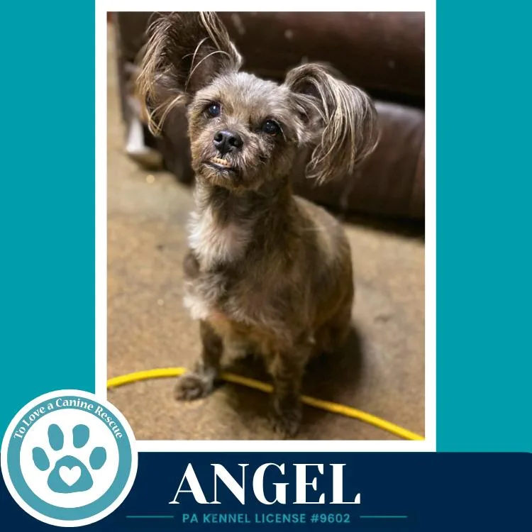 An adult small-sized female Gray / Blue / Silver Shih Tzu dog named Angel for adoption in Kimberton, PA