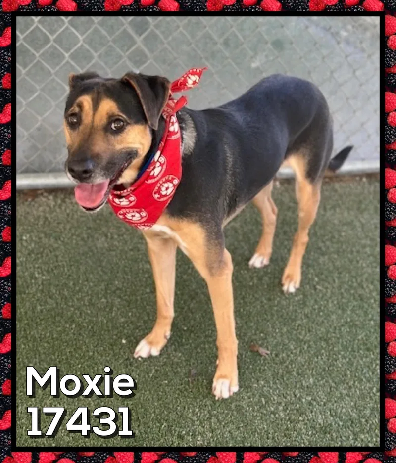 Moxie thumbnail 2
