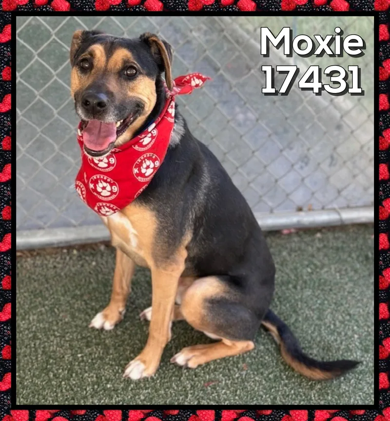 Moxie