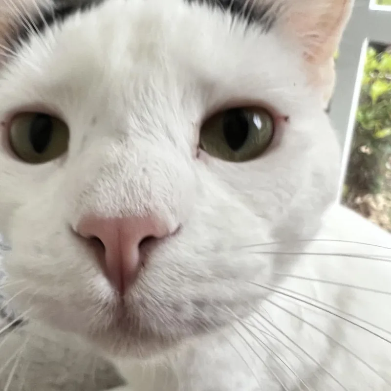 A young medium-sized male Domestic Short Hair cat named Snoop Dogg for adoption in White, GA