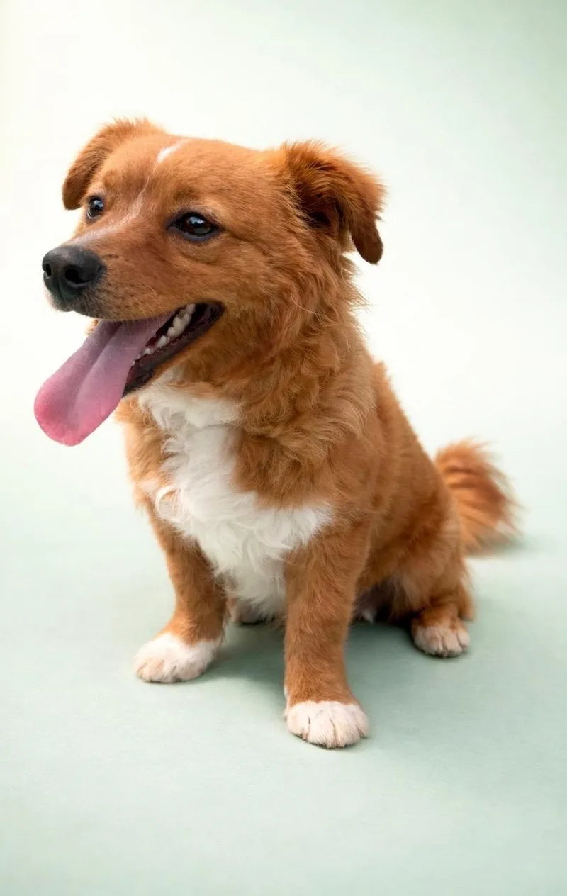 A young small-sized male Pomeranian dog named Jack for adoption in Waldorf, MD
