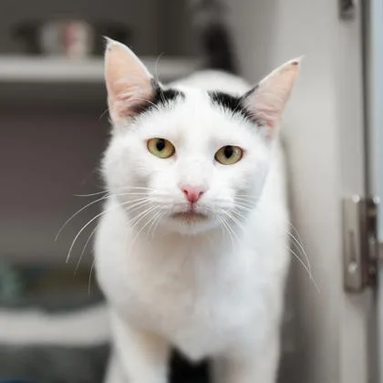 An adult small-sized female White Domestic Short Hair cat named Fedora for adoption in Atlanta, GA