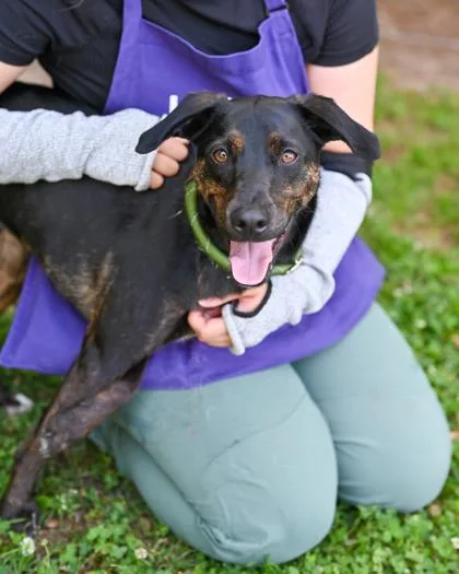 An adult medium-sized male Mixed Breed dog named Cosmo for adoption in Chamblee, GA