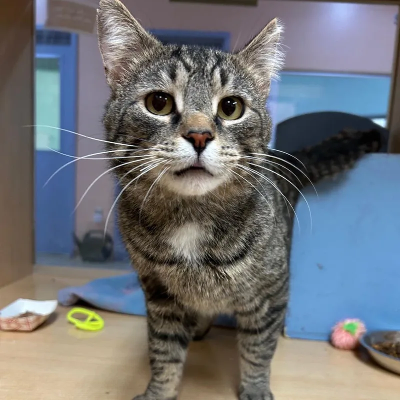 Pretty Boy thumbnail 4