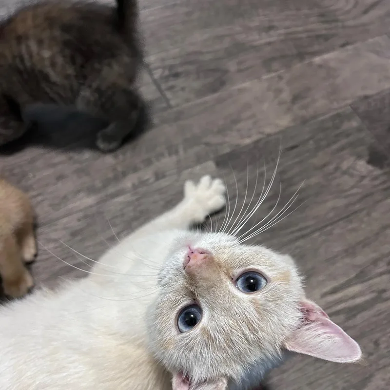 An adult medium-sized female Flame Point Domestic Short Hair cat named Fresca for adoption in Wilmington, OH