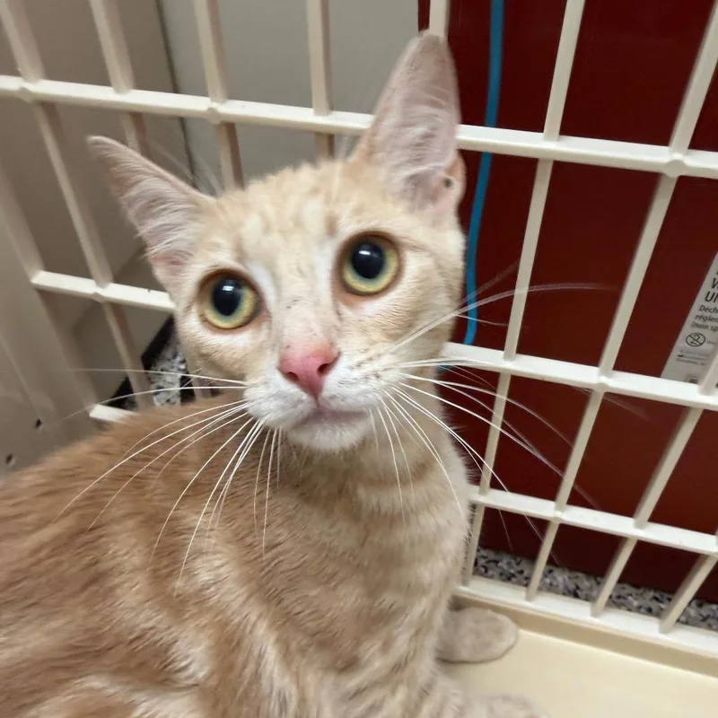 A young small-sized female Domestic Short Hair cat named Cheese Dip for adoption in Red House, WV