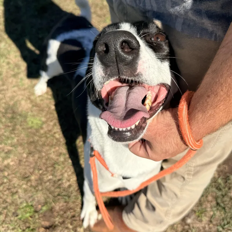 An adult medium-sized female Black Border Collie dog named Precious for adoption in Columbia, SC