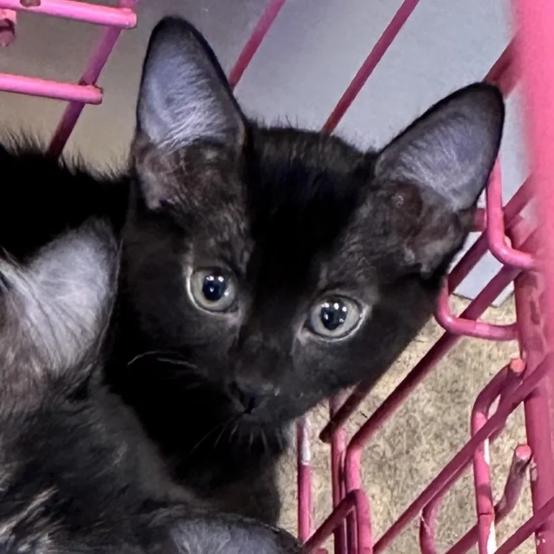 A baby small-sized female Black Domestic Short Hair cat named Altoona for adoption in West Palm Beach, FL
