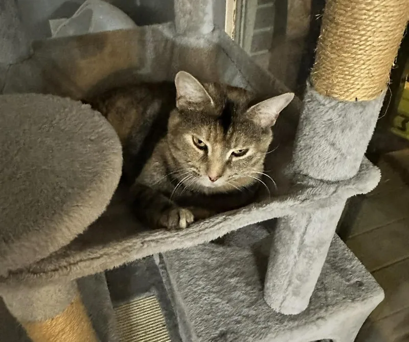 Lettie Loveless thumbnail 2