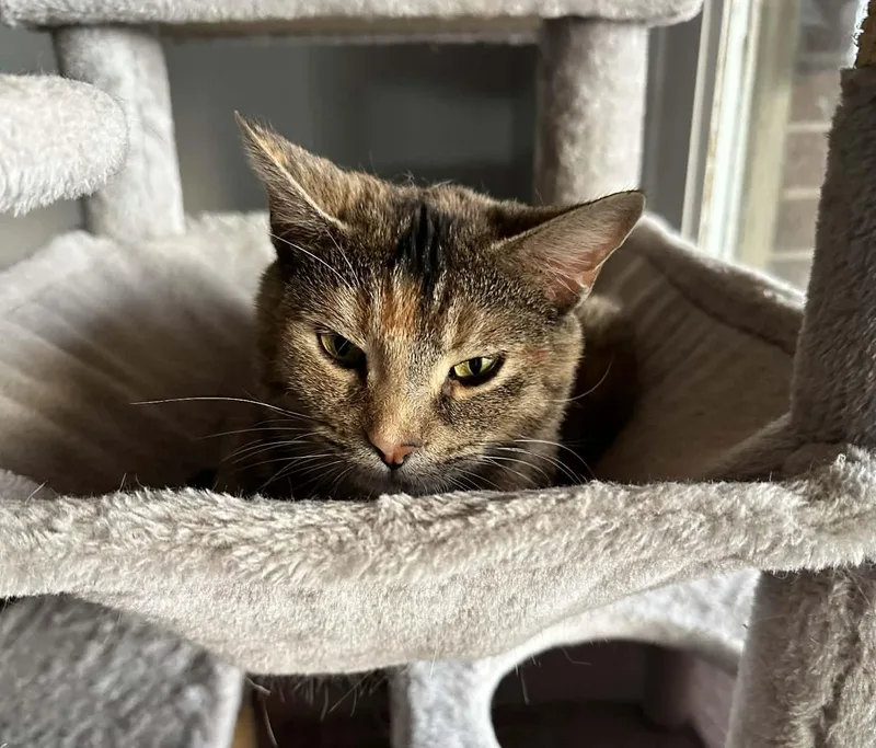 Lettie Loveless thumbnail 3