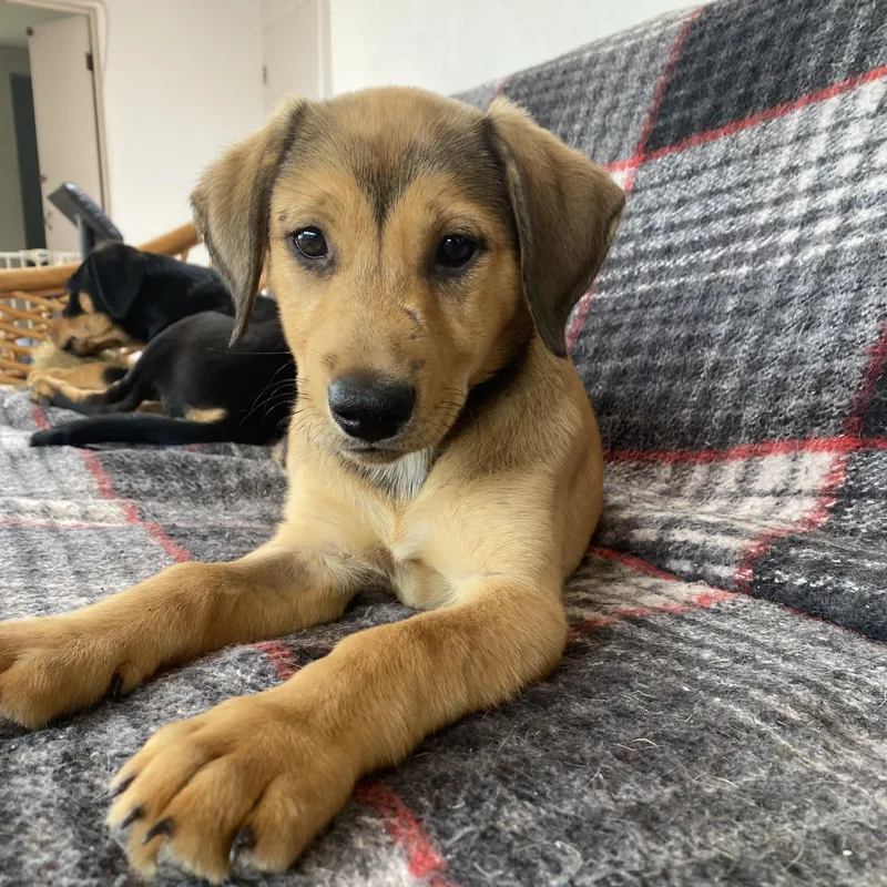 A baby medium-sized female Apricot / Beige Shepherd dog named Wrennie for adoption in San Diego, CA