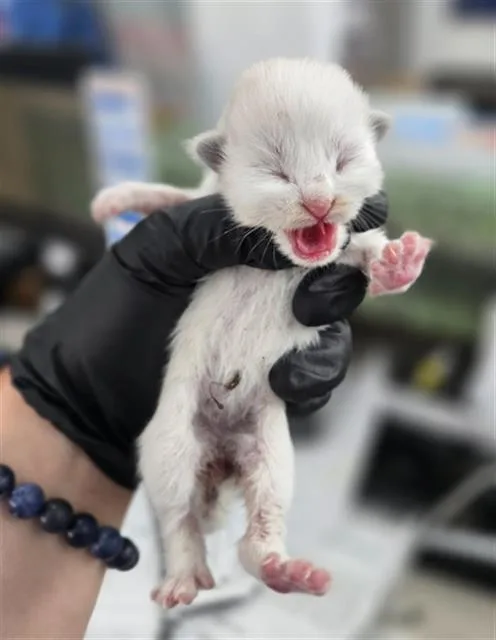 A baby medium-sized female Domestic Short Hair cat named Sully for adoption in Dallas, TX