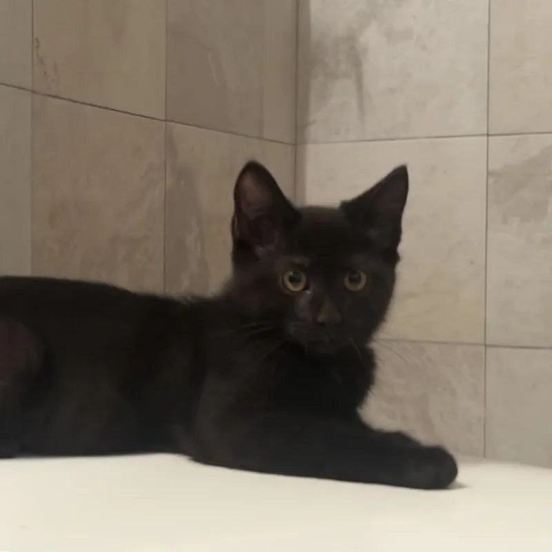 A baby small-sized male Black Domestic Short Hair cat named Finn for adoption in Orlando, FL