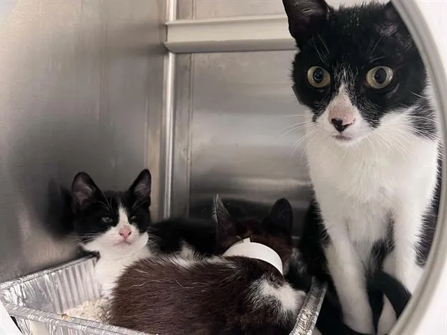 A baby small-sized male Domestic Short Hair cat named A for adoption in Tustin, CA