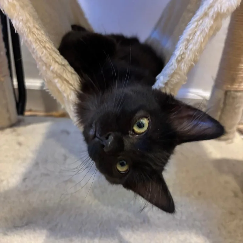 A baby small-sized female Black Domestic Long Hair cat named Lilypad for adoption in Santa Rosa, CA
