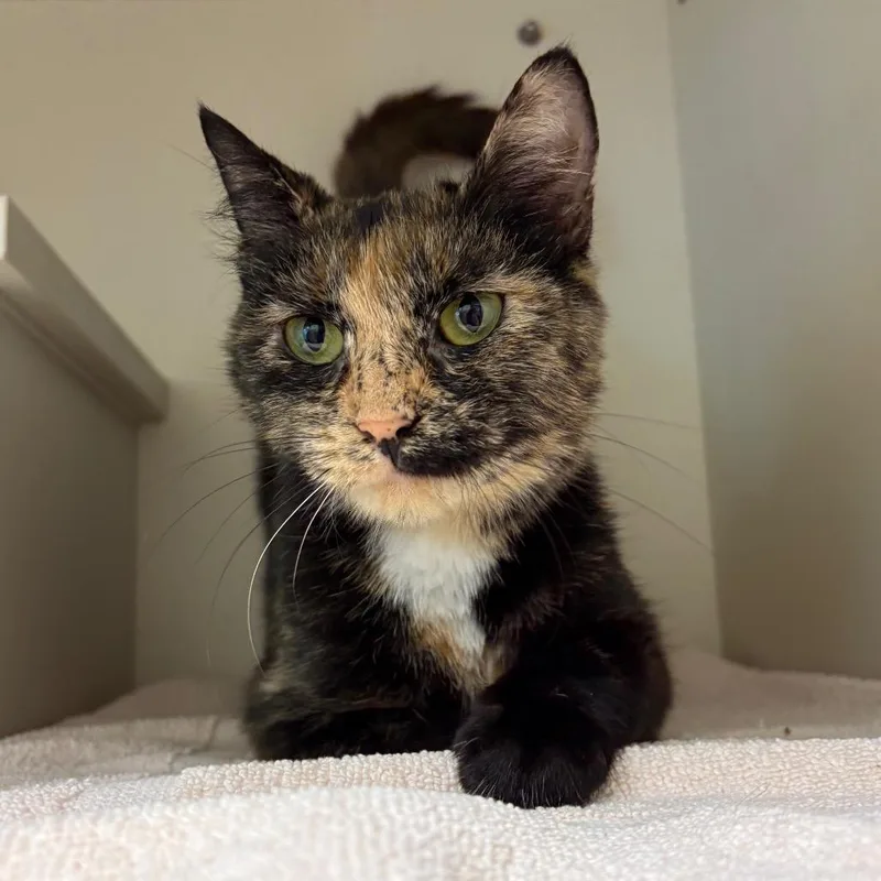 A young medium-sized female Domestic Short Hair cat named Lulu for adoption in Fairport, NY