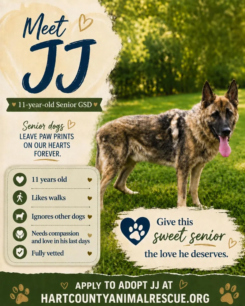 A senior large-sized male Bicolor German Shepherd Dog dog named Jj for adoption in Hartwell, GA
