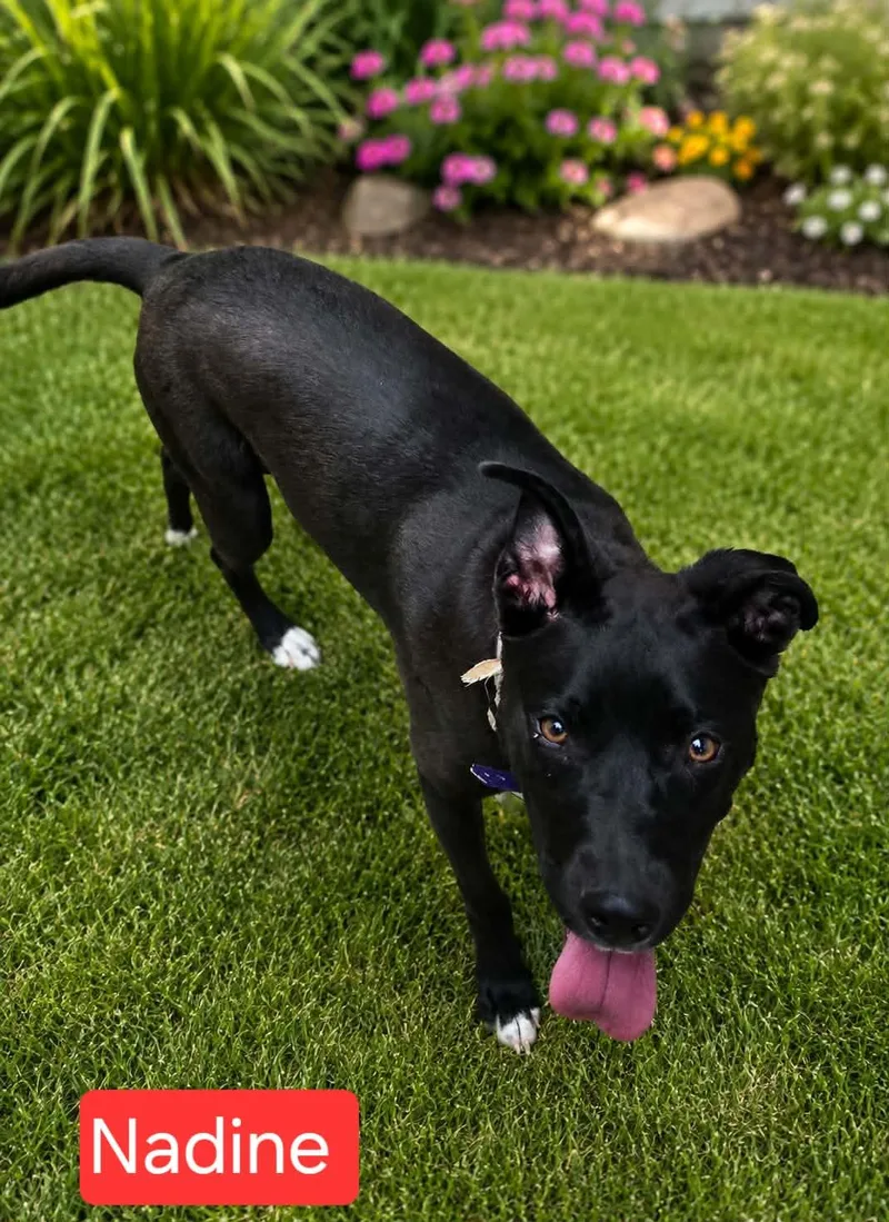 A young medium-sized female Labrador Retriever dog named Nadine for adoption in Fort Worth, TX