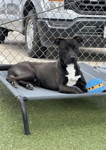 A young large-sized male Pit Bull Terrier dog named Poe for adoption in Pasadena, TX