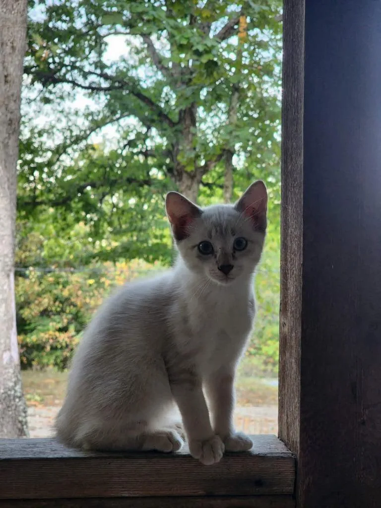 A baby medium-sized female Siamese cat named Sia for adoption in Republic, MO