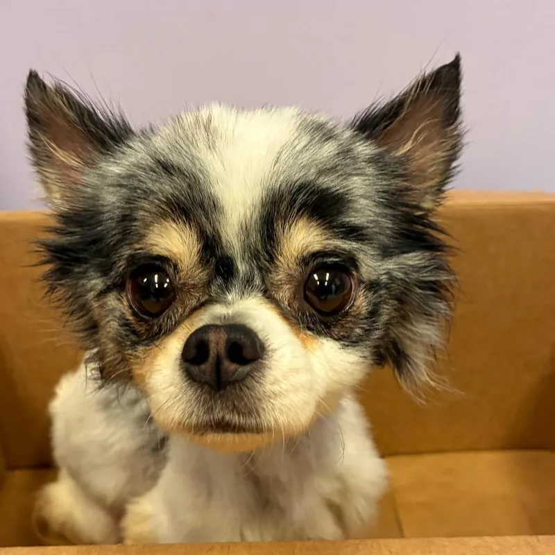 An adult small-sized male White / Cream Pomeranian dog named Mushroom for adoption in Manhattan, KS